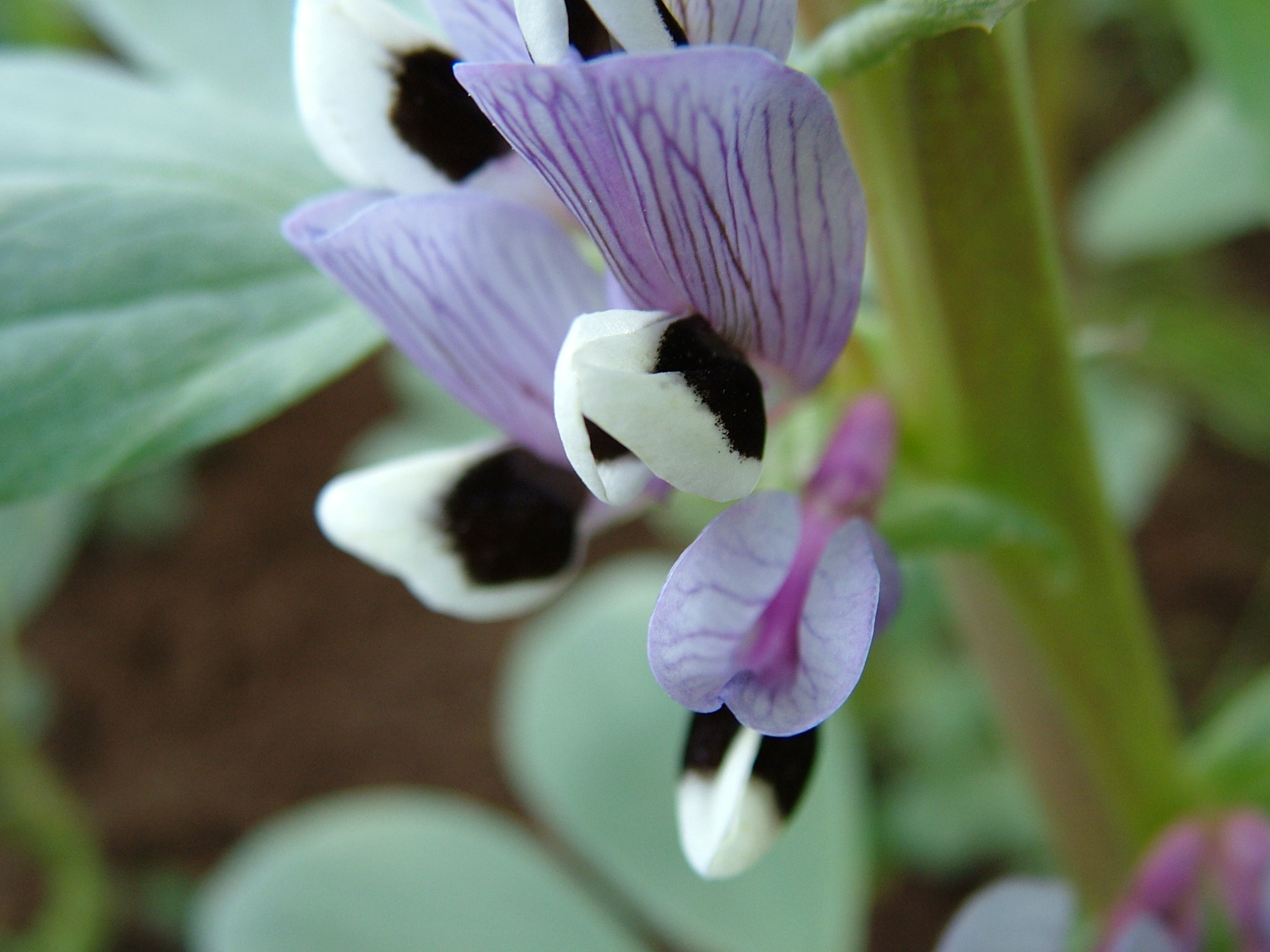 European Pulse Breeding Programmes