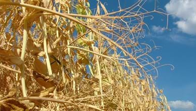 A basic introduction to pea production - the pea story
