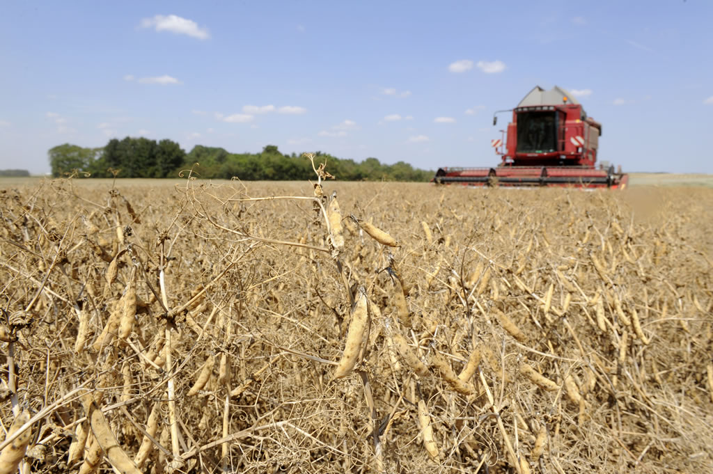 Developing grain legume production in Europe – why & how ?