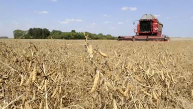 Developing grain legume production in Europe – why & how ?