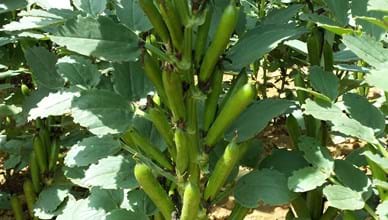 Value chain for field beans with Frontier Agriculture Ltd (United Kingdom)