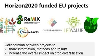 Crop diversification’ cluster of Horizon2020 funded EU projects