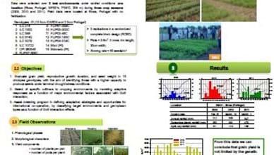 Yield Stability and Selection Strategies for Chickpea in Portugal