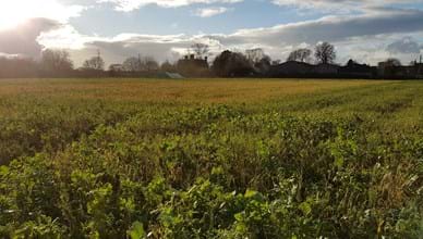Cover Crops report 2018