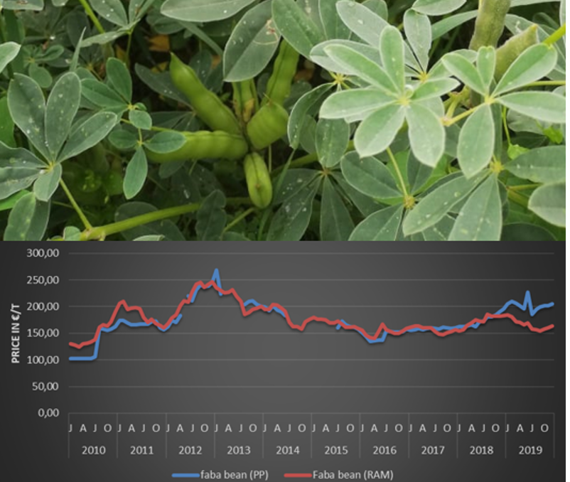 Legume market PRICE OBSERVATORY.