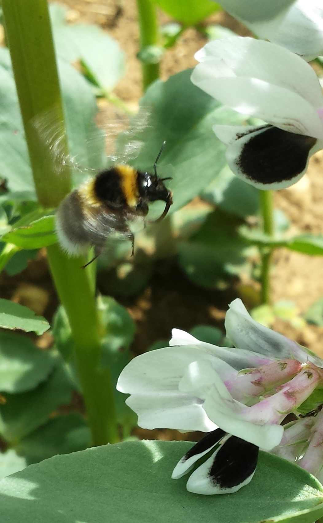 Crop pollinator dependency for faba bean