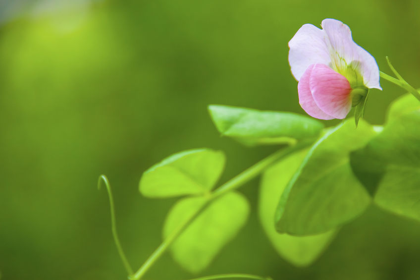 A Case Study on Lentil Cultivation in Germany
