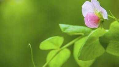 A Case Study on Lentil Cultivation in Germany