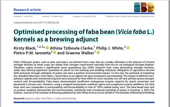 Optimised processing of faba bean kernels as a brewing adjunct