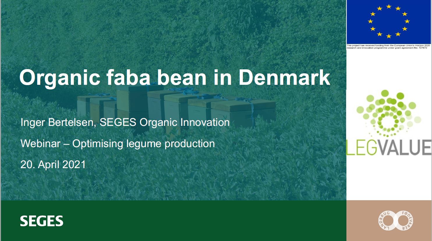 Organic faba bean in Denmark