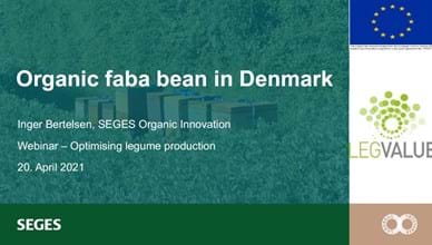 Organic faba bean in Denmark