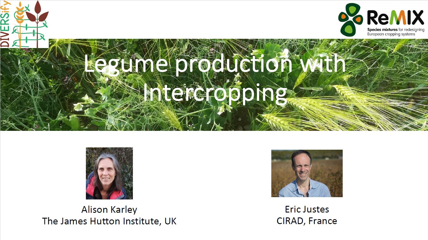 Legume production with Intercropping