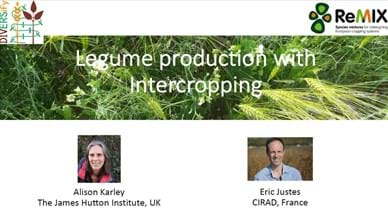 Legume production with Intercropping