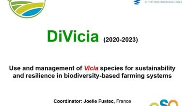 DiVicia: a PRIMA project to revalorize faba bean and vetches in Mediterranean agriculture
