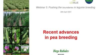 Recent advances in Pea breeding