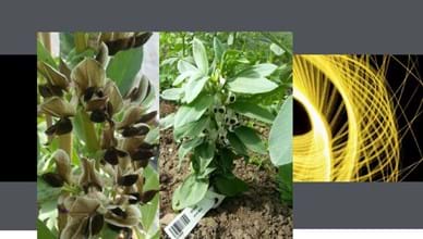Experimental Faba bean breeding